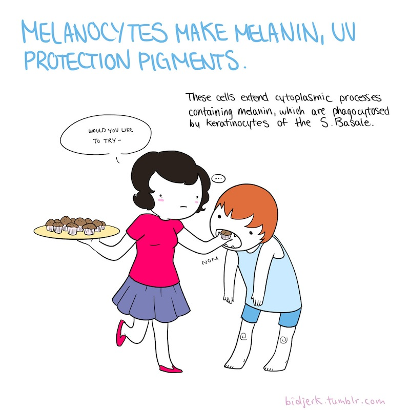 Illustration for article titled Learn the basics of cell biology with these adorable science comics